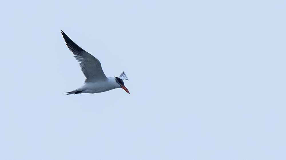 Caspian Tern